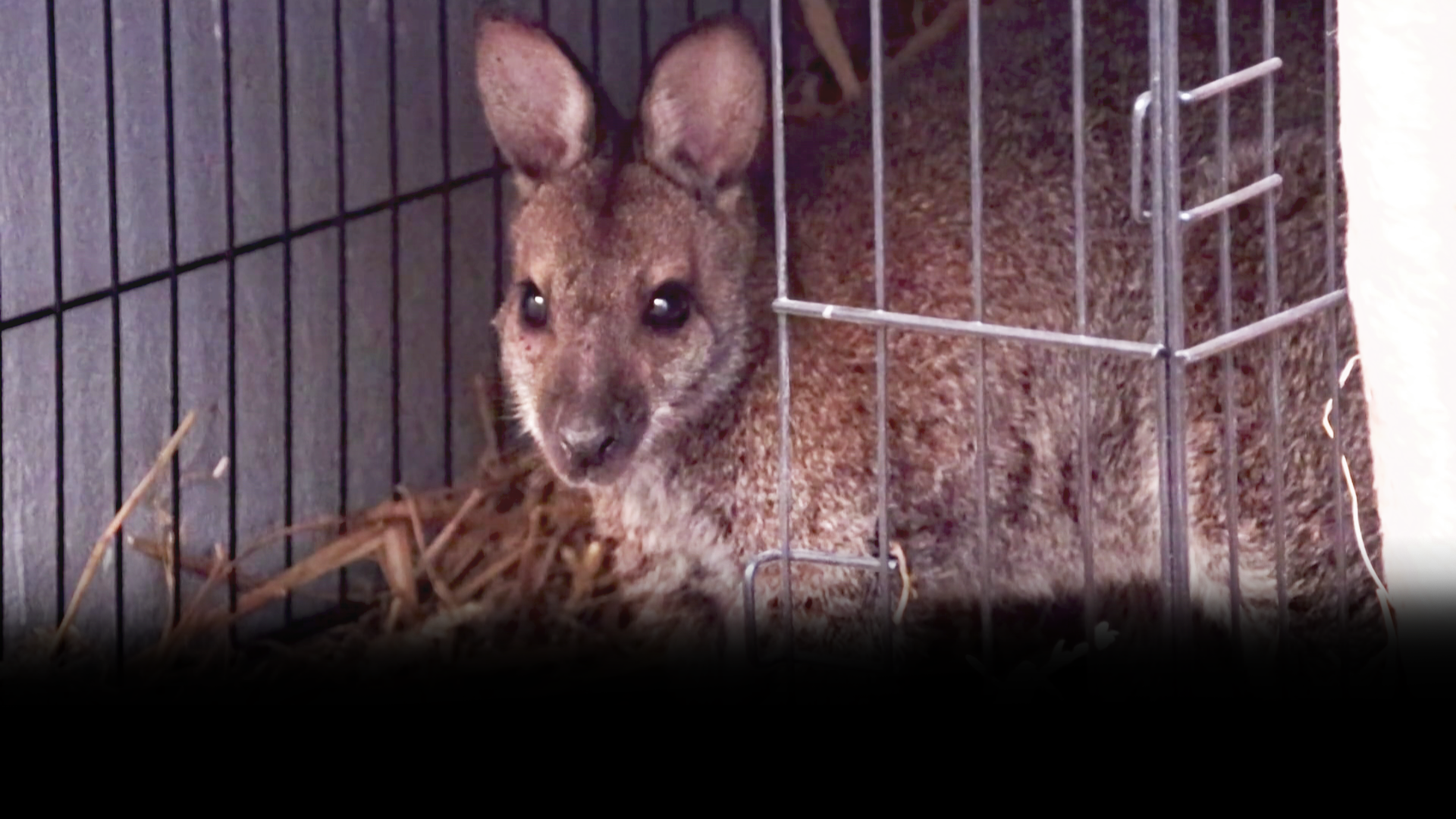 Ein Känguru sitzt im Stroh und gut leicht verängstigt Richtung Kamera