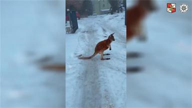 Jagd auf ausgebüxtes Känguru