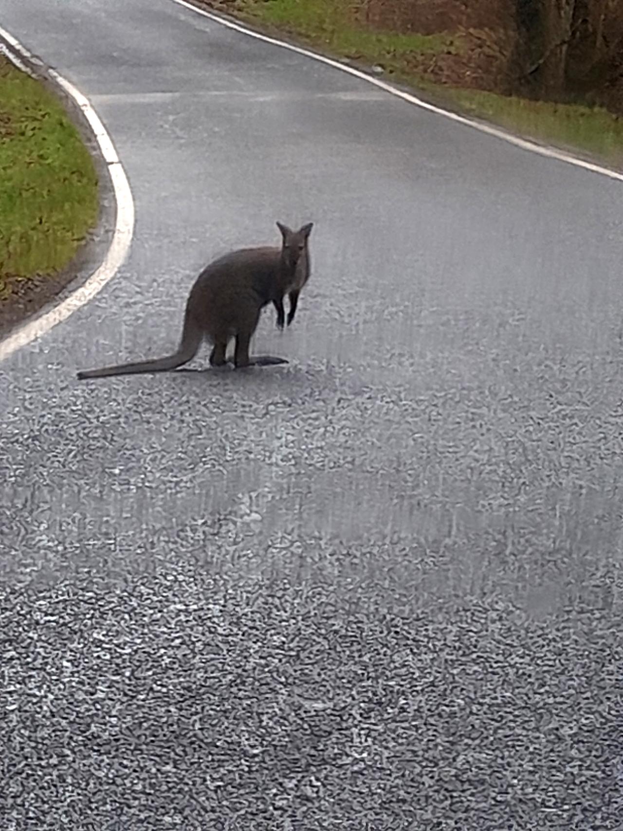 Verschwommenes Bild, auf dem ein Känguru auf einer Straße im Saarland zu sehen ist. 