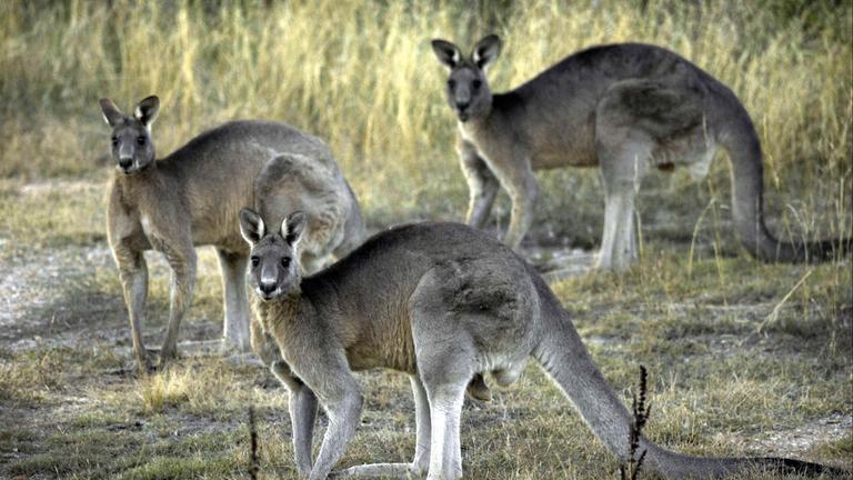 Kängurus, Symbolbild