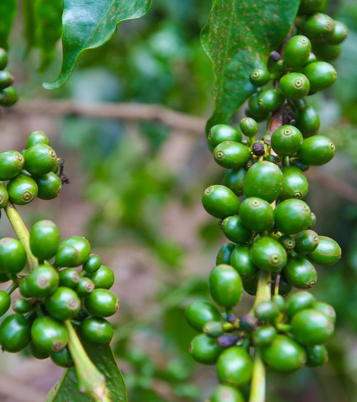 Zwei Äste einer Kaffeepflanze mit grünen Früchten.