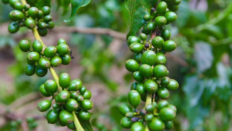 Zwei Äste einer Kaffeepflanze mit grünen Früchten.