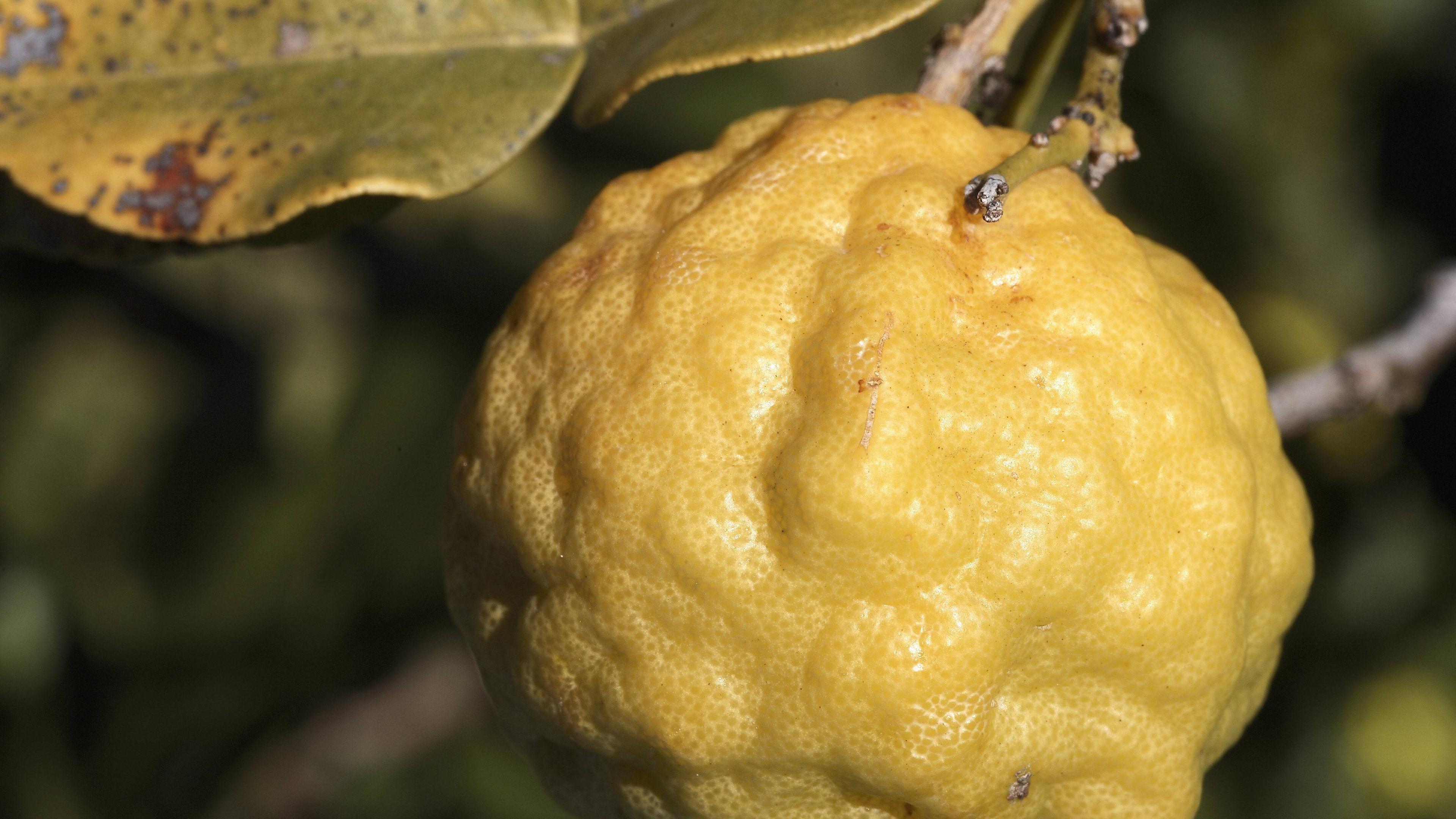Kaffirlimette