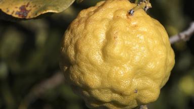 Kaffirlimette