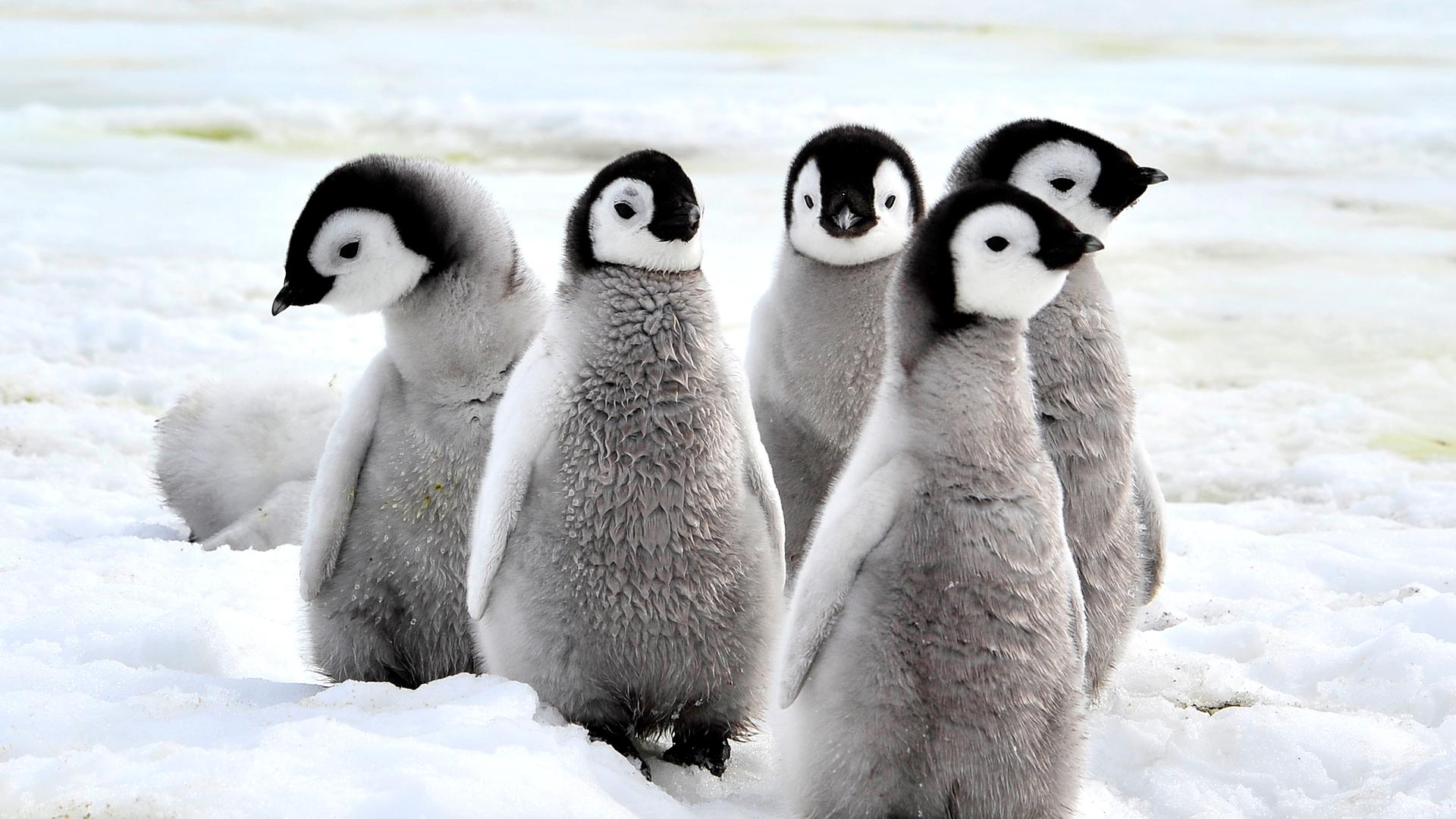 Kaiserpinguin-Babys in der Antarktis