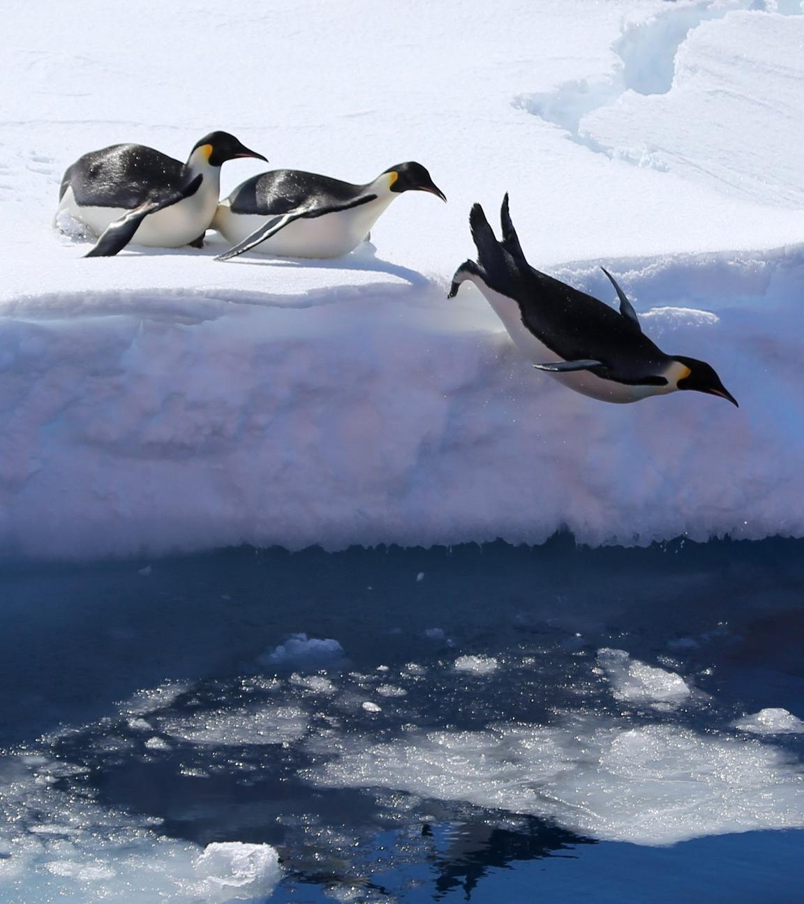 Kaiserpinguine springen von einer Eiskante ins Meer.