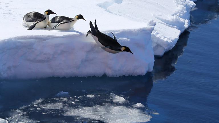 Kaiserpinguine springen von einer Eiskante ins Meer.