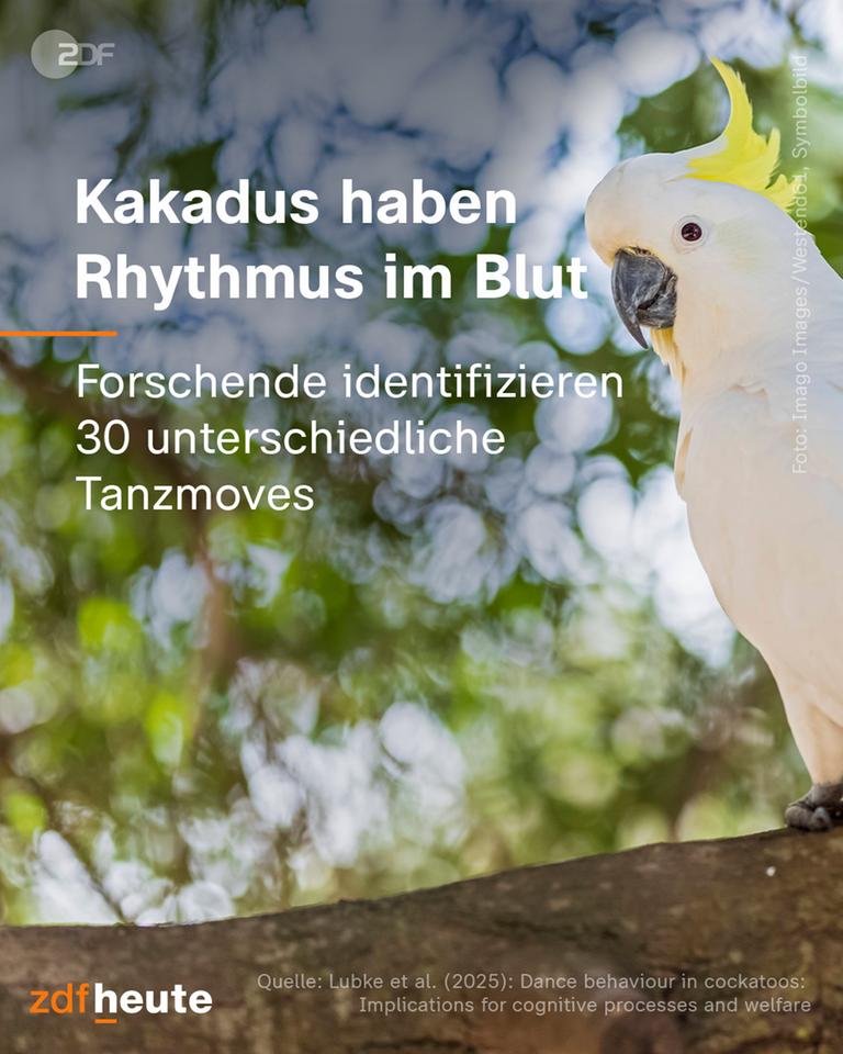 Ein weißer Kakadu