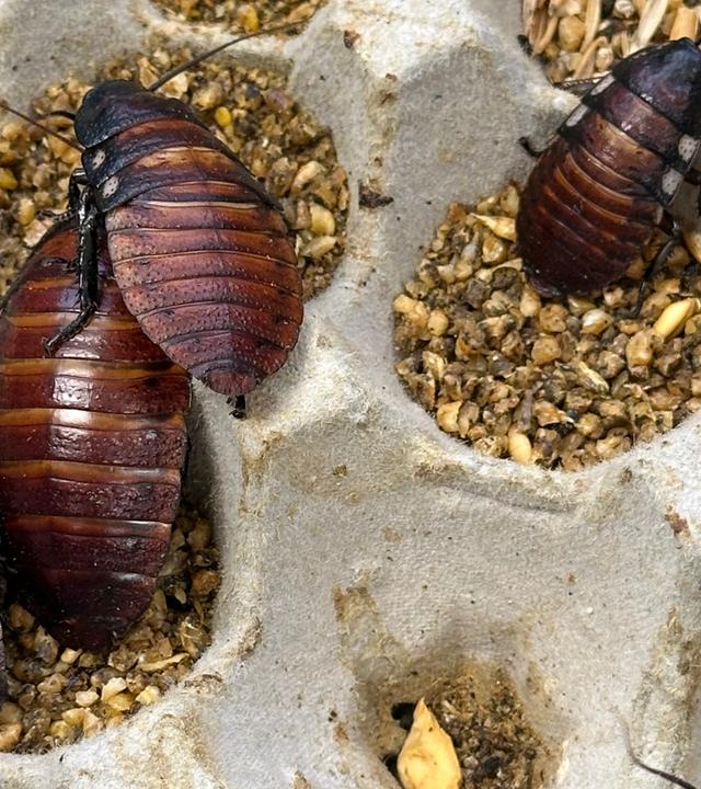 Illegal gezüchtete Schaben in Australien beschlagnahmt.