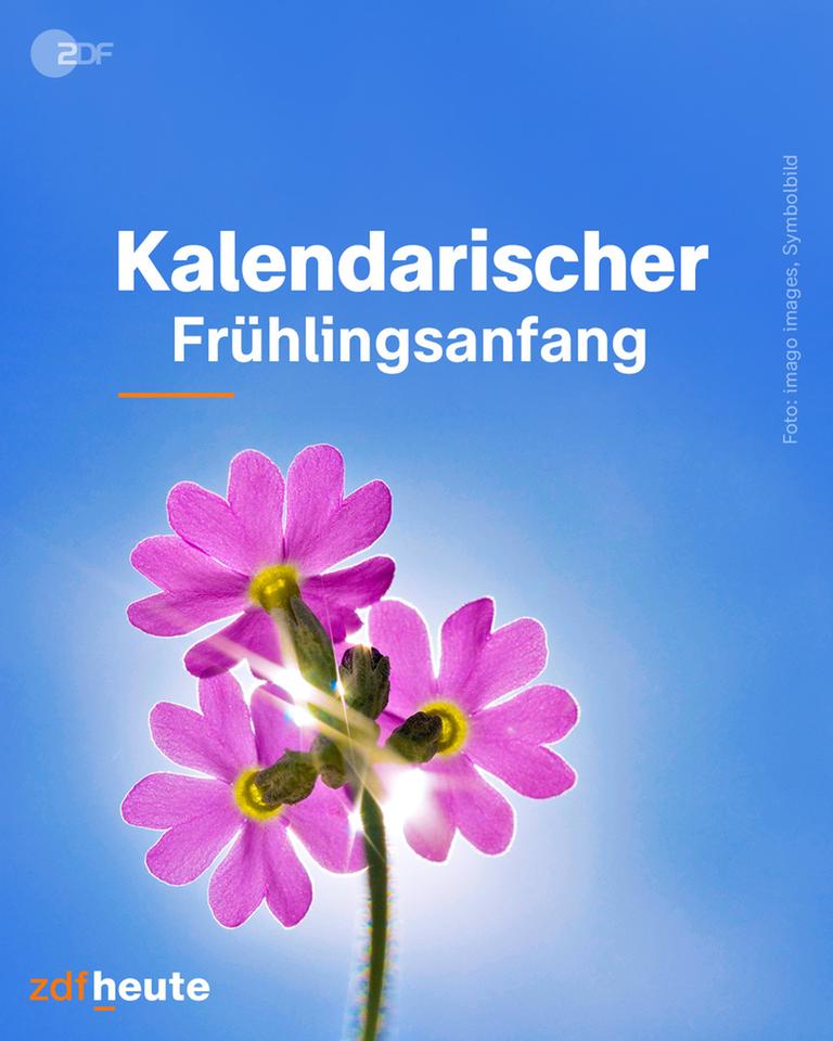 Eine rosa Blume.