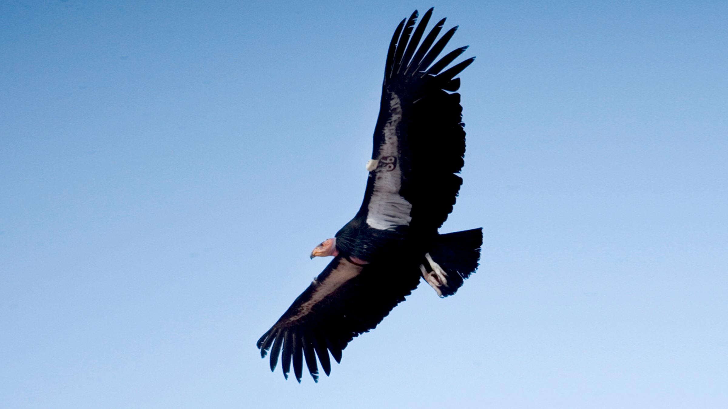 Kalifornischer Kondor