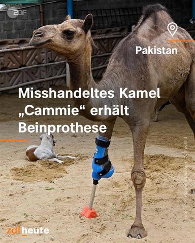 Kamel in Pakistan mit Beinprothese