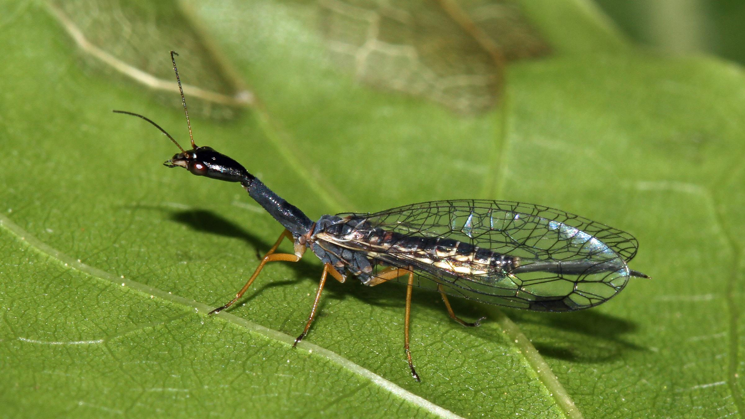 Die Schwarzhalsige Kamelhalsfliege