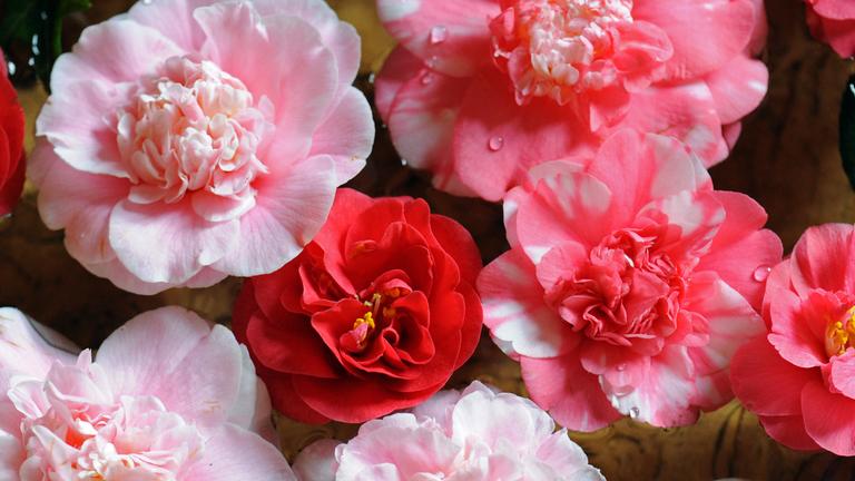 Mehrere rosafarbene Kamelienblüten