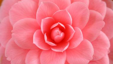 Kamelienblüte