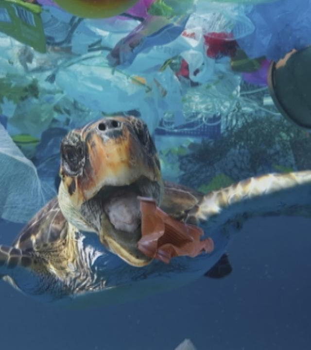 Kampf um Plastikmüll