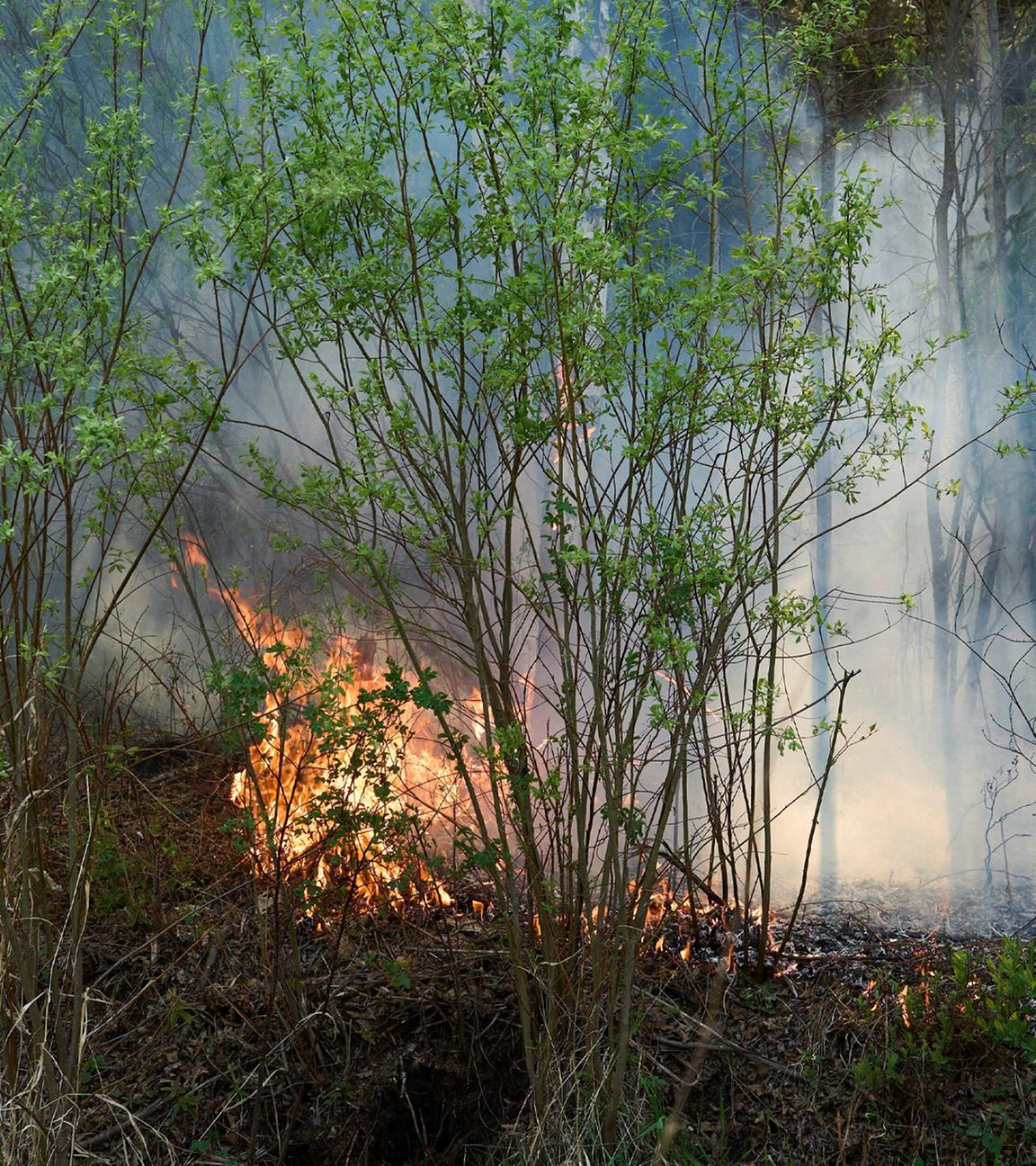 Ein Waldstück in dem ein Feuer ausgebrochen ist, während die Feuerwehr weiterhin gegen Waldbrände rund um den Lac du Bonnet kämpft. Aufgenommen am 15.05.2025.