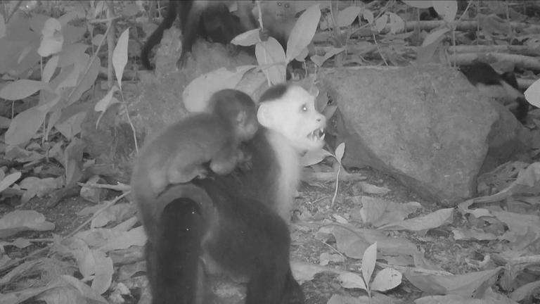 Kapuzineraffen entführen Brüllaffenbabys