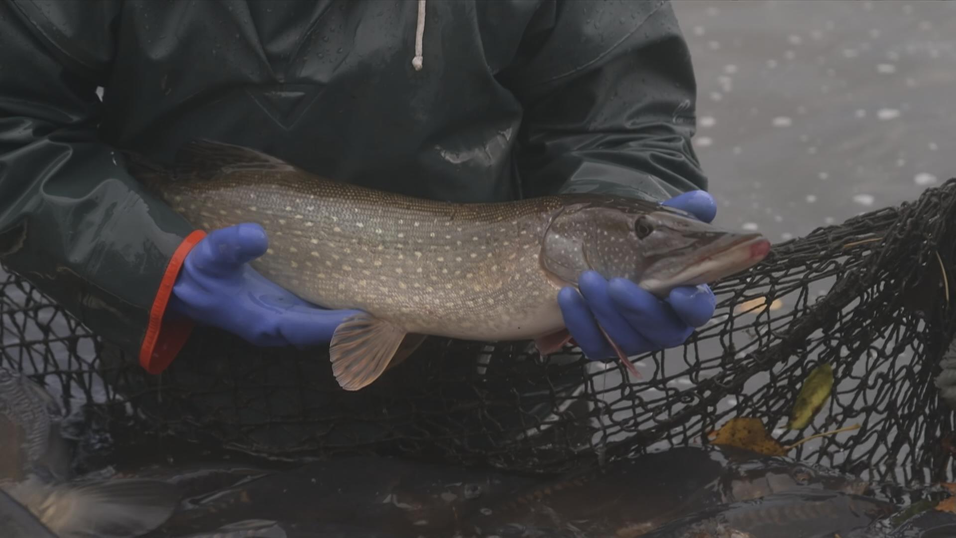 Fischer hält Karpfen 