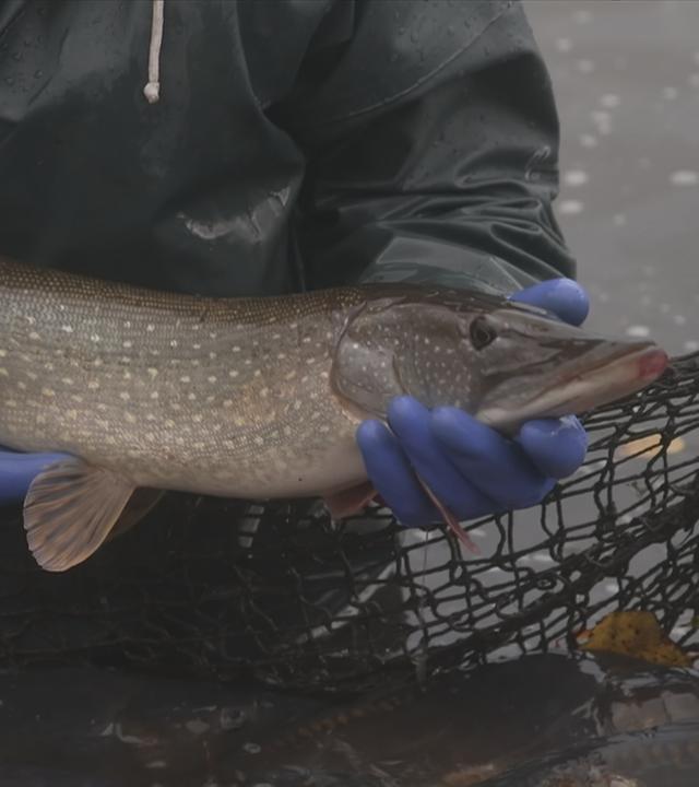 Fischer hält Karpfen 
