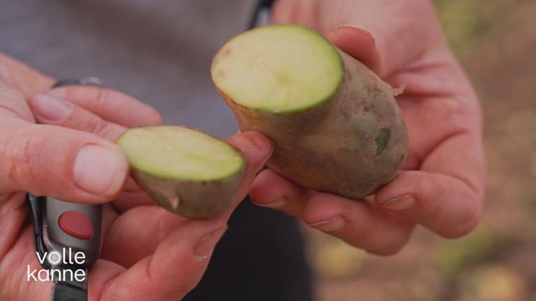 Kartoffel als Giftpflanze?