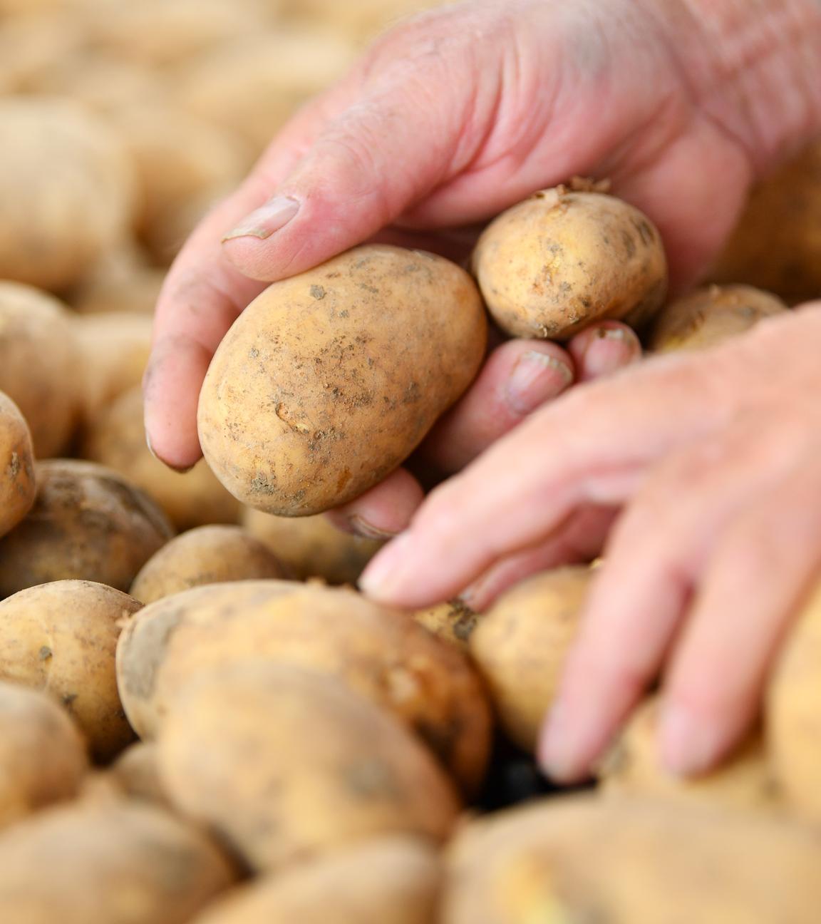 Rheinland-pfalz, Rödersheim-Gronau: Hände greifen beim Erntebeginn nach Kartoffeln.