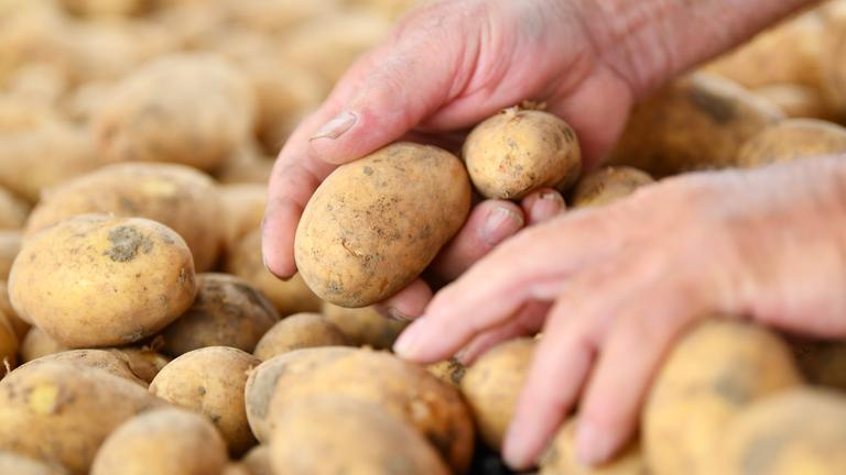 Rheinland-pfalz, Rödersheim-Gronau: Hände greifen beim Erntebeginn nach Kartoffeln.