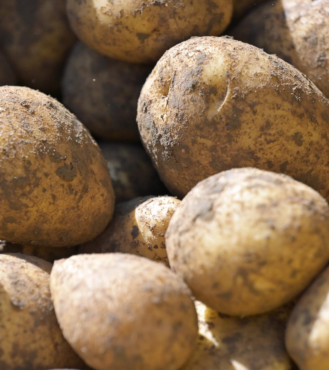 Kartoffeln sind auf einem Erntegerät zu sehen.