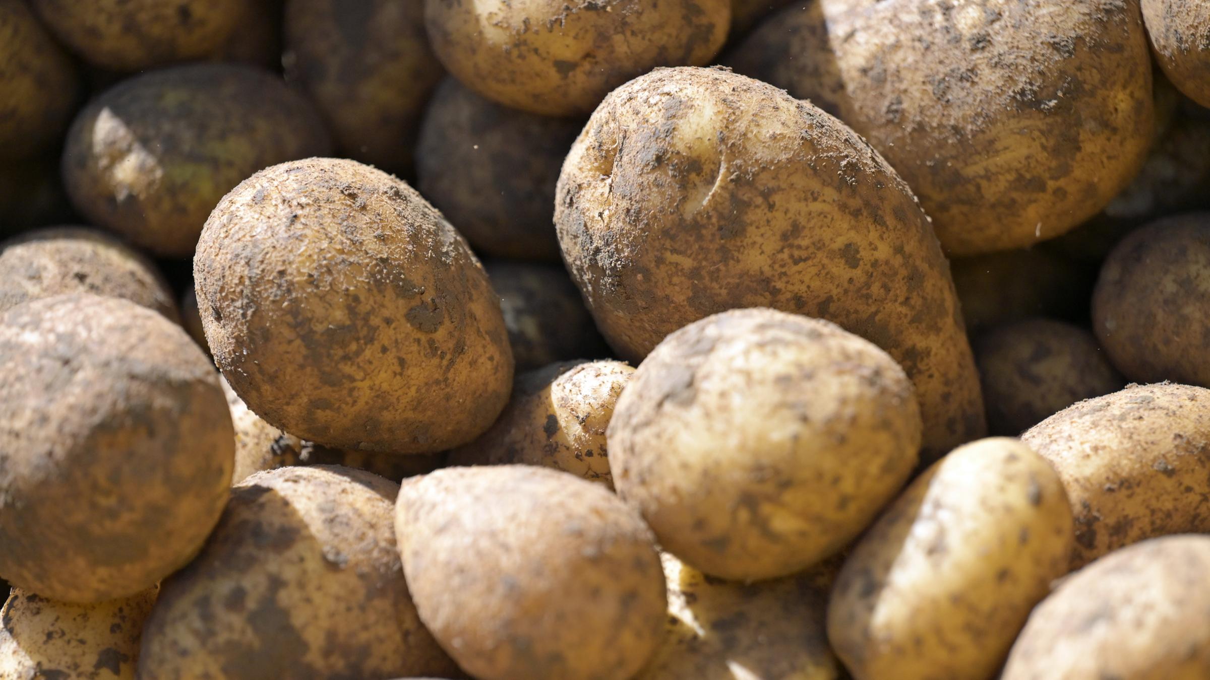 Kartoffeln sind auf einem Erntegerät zu sehen.