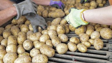 Schlechte Kartoffelernte treibt Preis nach oben