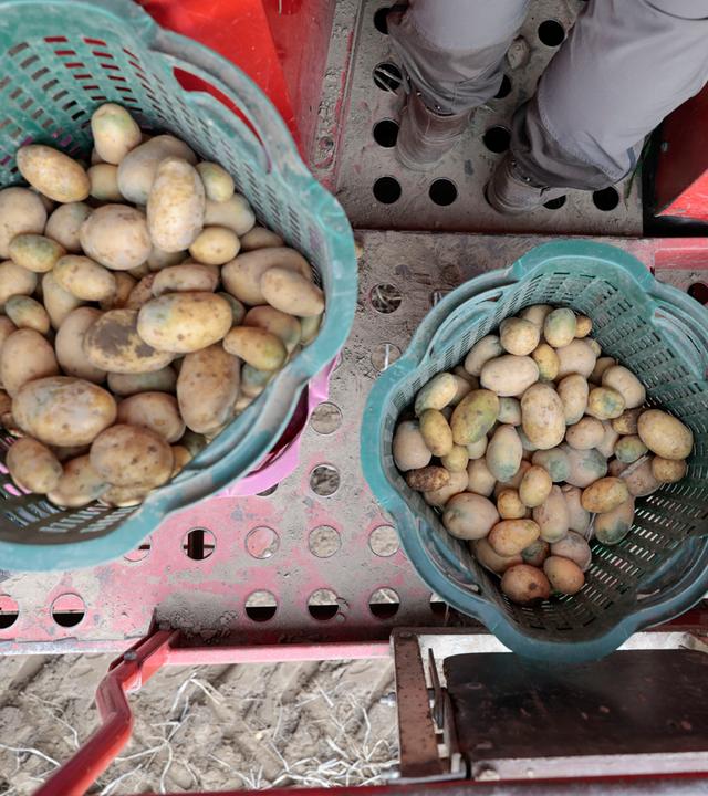 Kartoffelernte in Bahnsen.