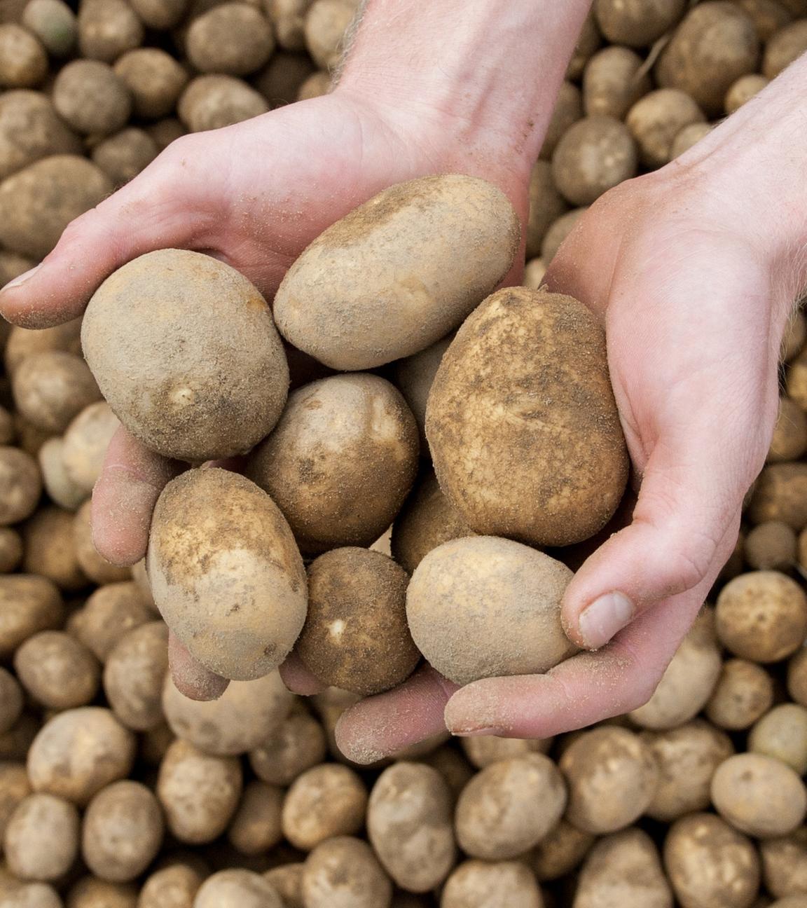 Symbolbild: Ein Landwirt hält  frisch geerntete Kartoffeln in den Händen.