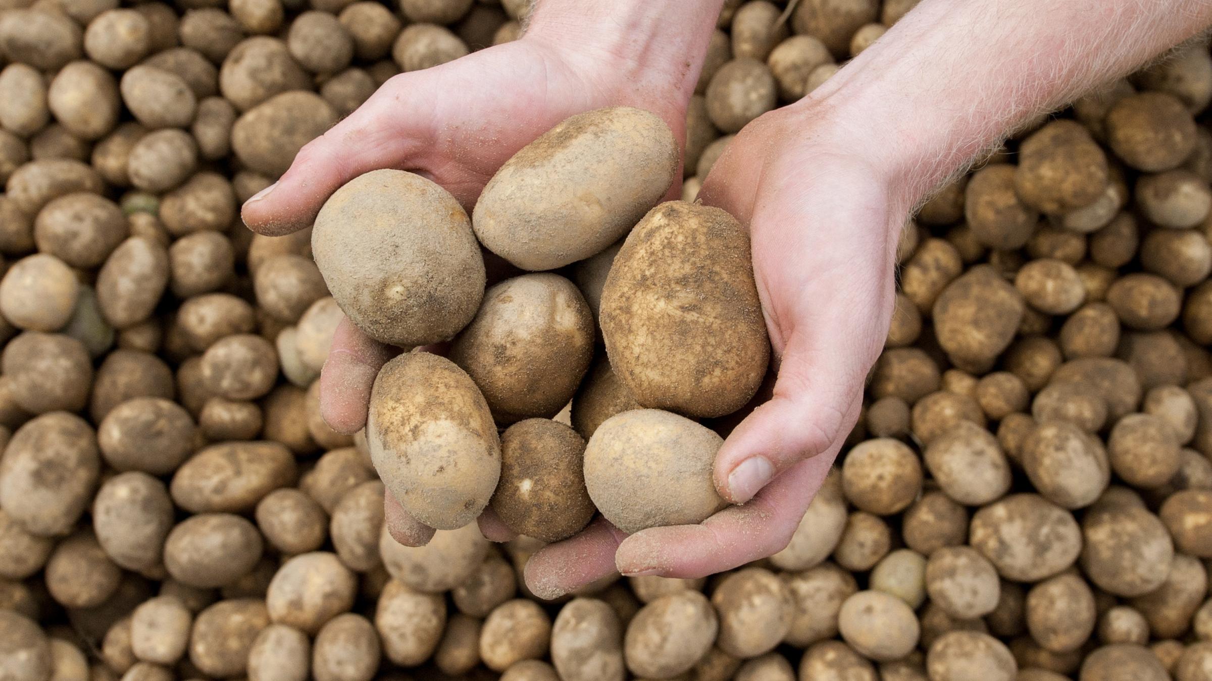 Symbolbild: Ein Landwirt hält  frisch geerntete Kartoffeln in den Händen.