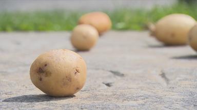 Kartoffeln am Grab von Friedrich dem Großem