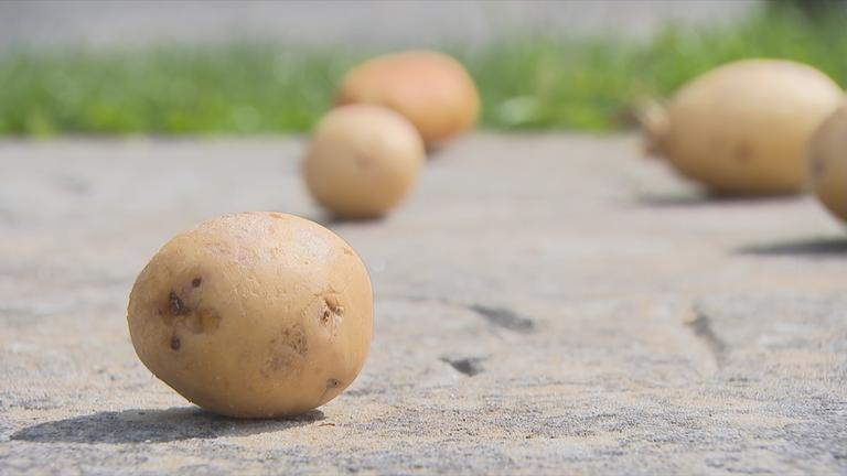 Kartoffeln am Grab von Friedrich dem Großem