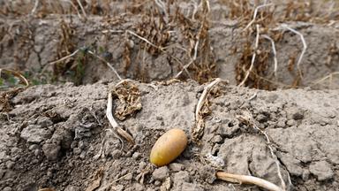 Pommes-Krise: Trockenheit bringt nur kleine Kartoffeln