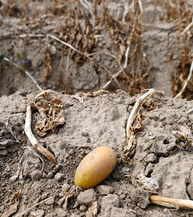 Eine Kartoffel liegt in einem Feld, welches nicht beregnet wurde (Archivfoto)