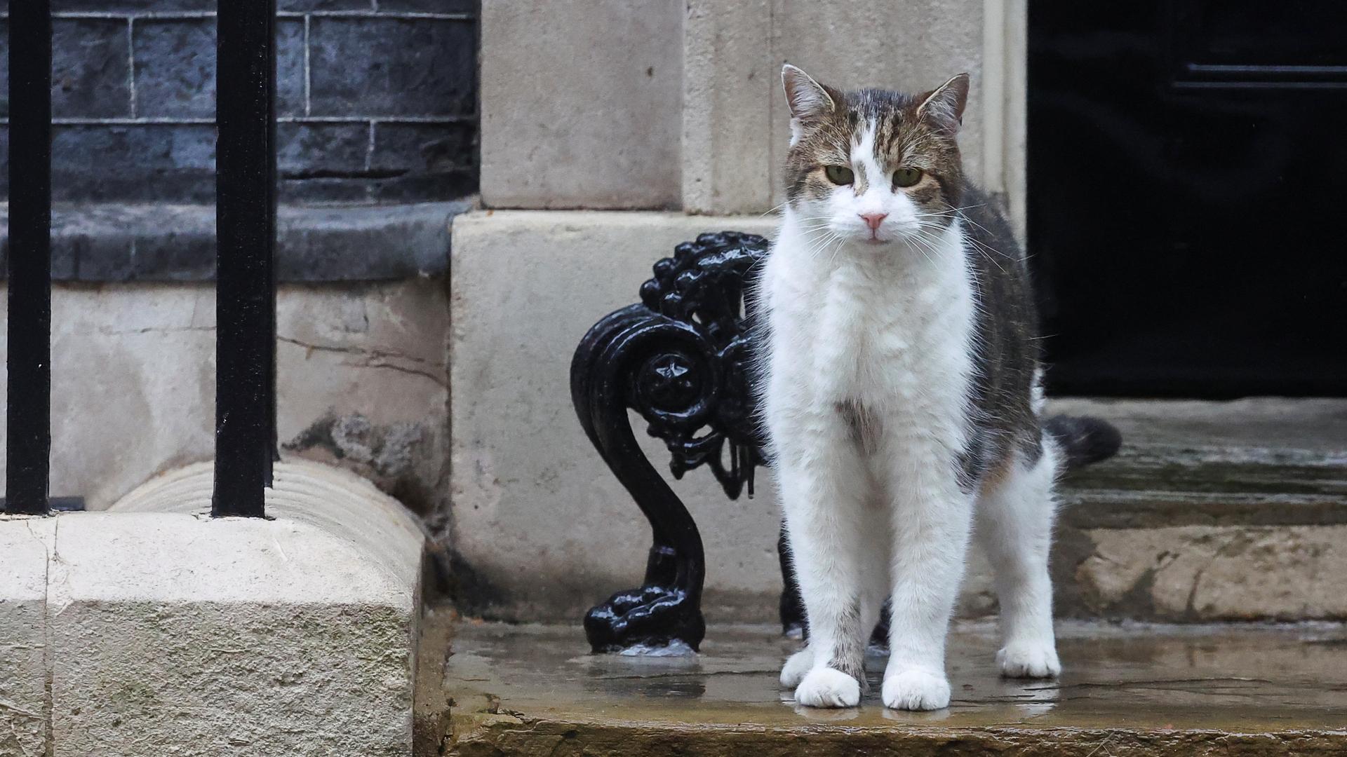 Kater Larry vor Downing Street 10 in London