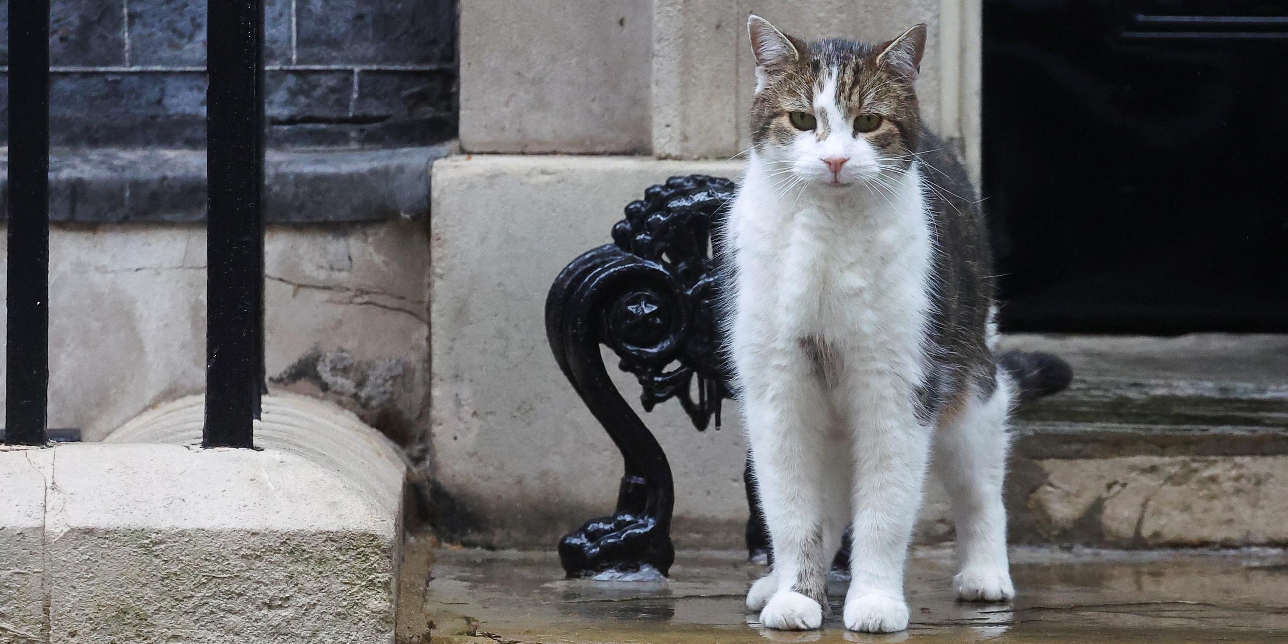 Kater Larry vor Downing Street 10 in London