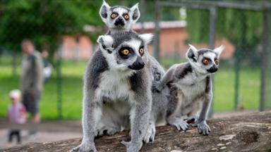 Die jungen Katta-Zwillinge Maro (l) und Anto sitzen mit ihrer Mutter Maati auf einem Baumstamm in ihrem Gehege im Jaderpark.