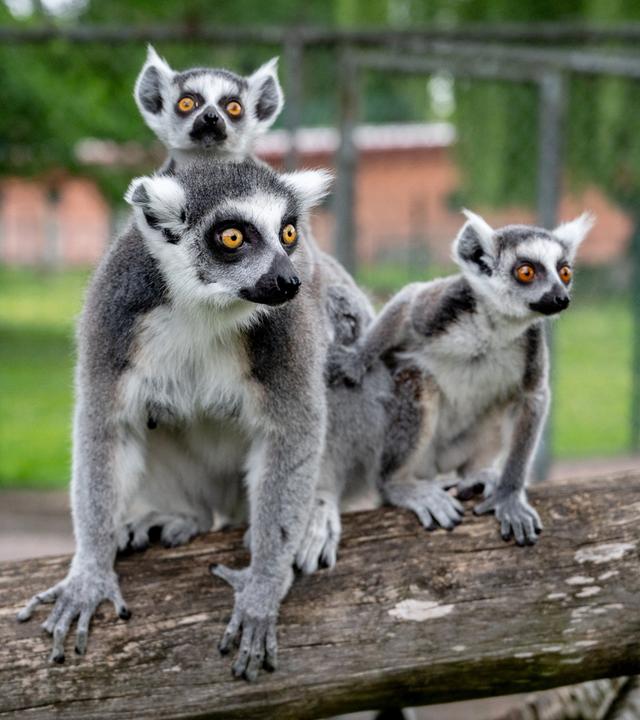 Die jungen Katta-Zwillinge Maro (l) und Anto sitzen mit ihrer Mutter Maati auf einem Baumstamm in ihrem Gehege im Jaderpark.