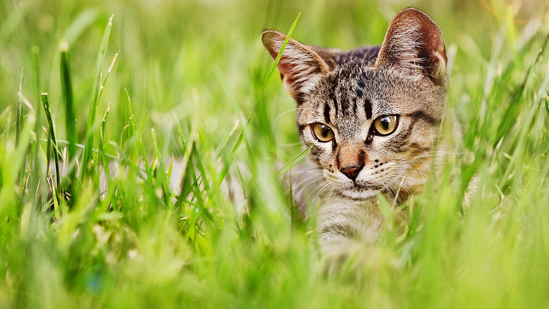 Katze