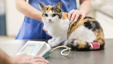 Katze beim Tierarzt