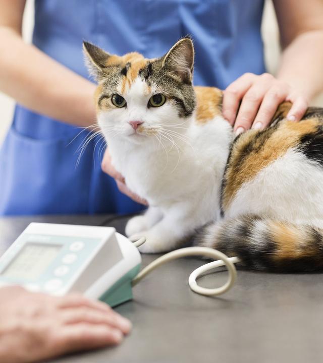 Katze beim Tierarzt