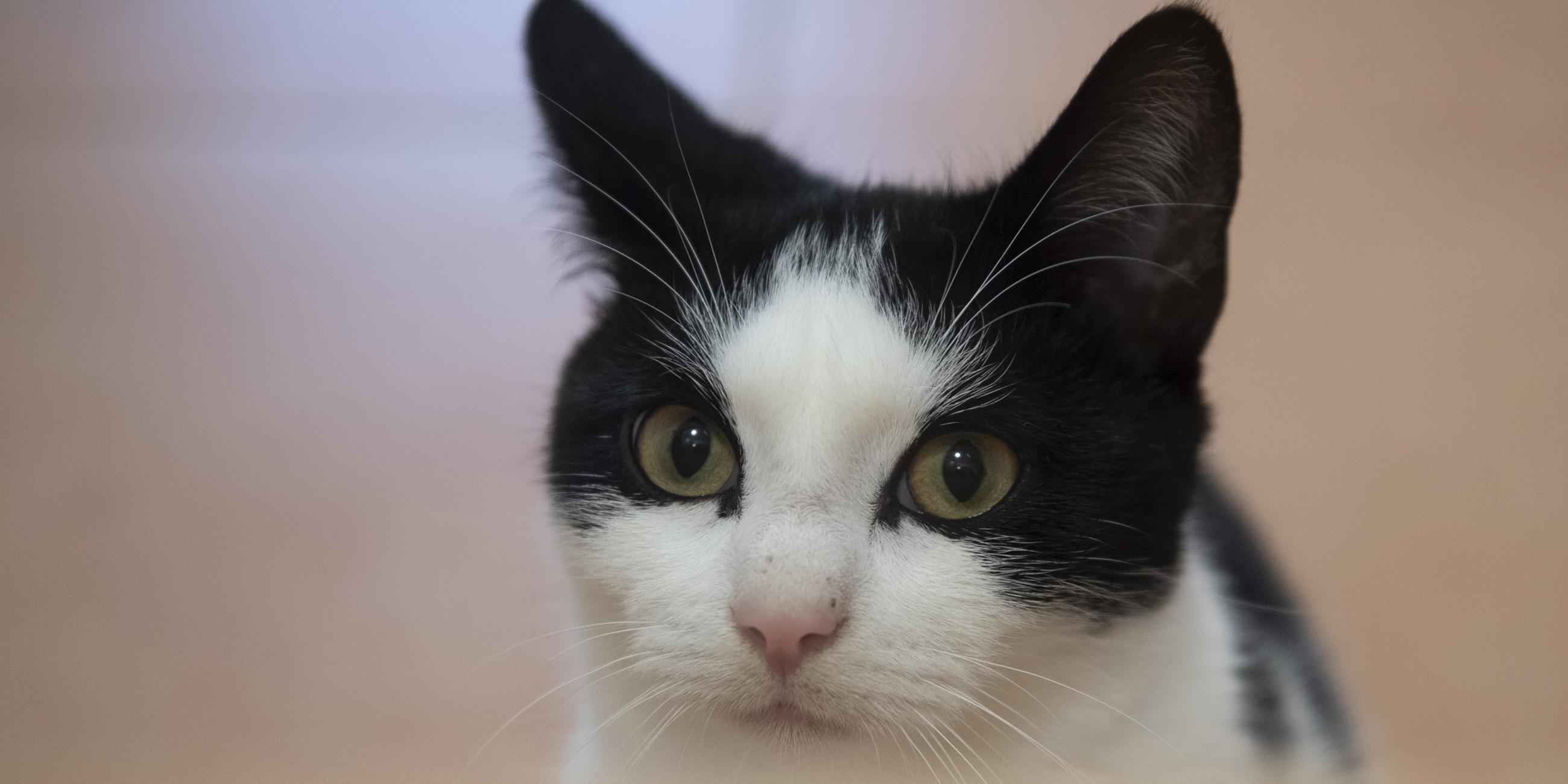 Eine Katze schaut im Tierheim in Dallgow-Döberitz (Brandenburg) in Richtung des Fotografen.