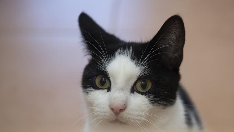 Eine Katze schaut im Tierheim in Dallgow-Döberitz (Brandenburg) in Richtung des Fotografen.