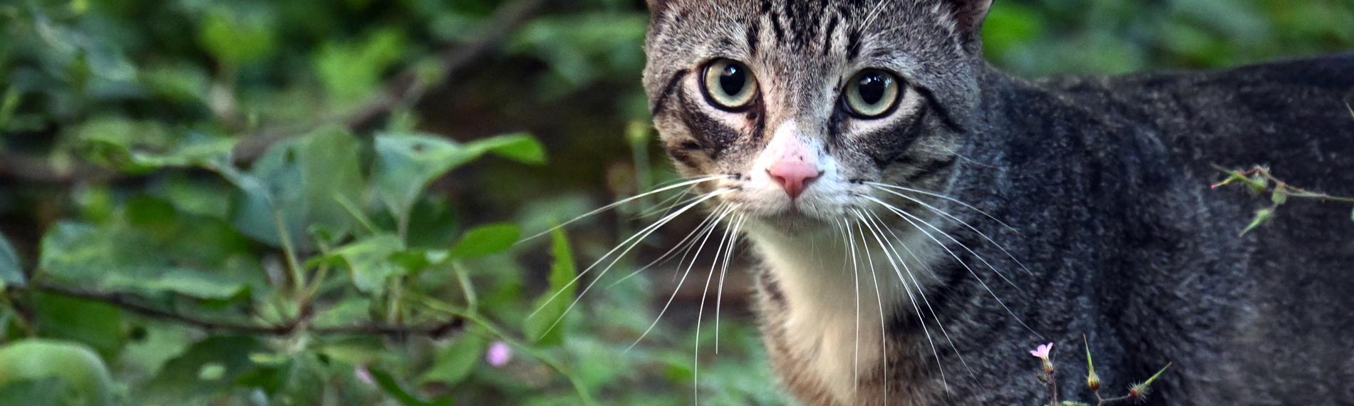 Eine Katze läuft durch einen Garten.