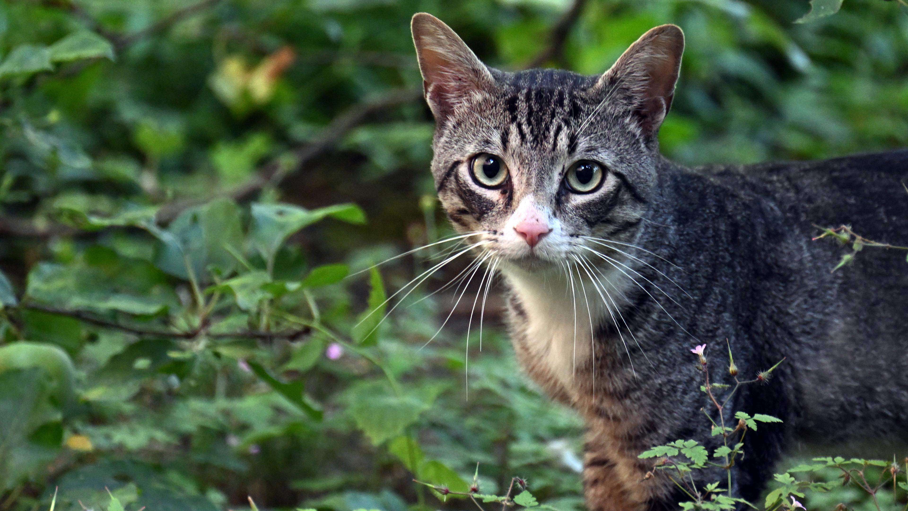 Eine Katze läuft durch einen Garten.