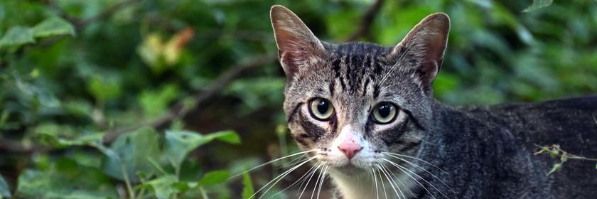 Eine Katze läuft durch einen Garten.