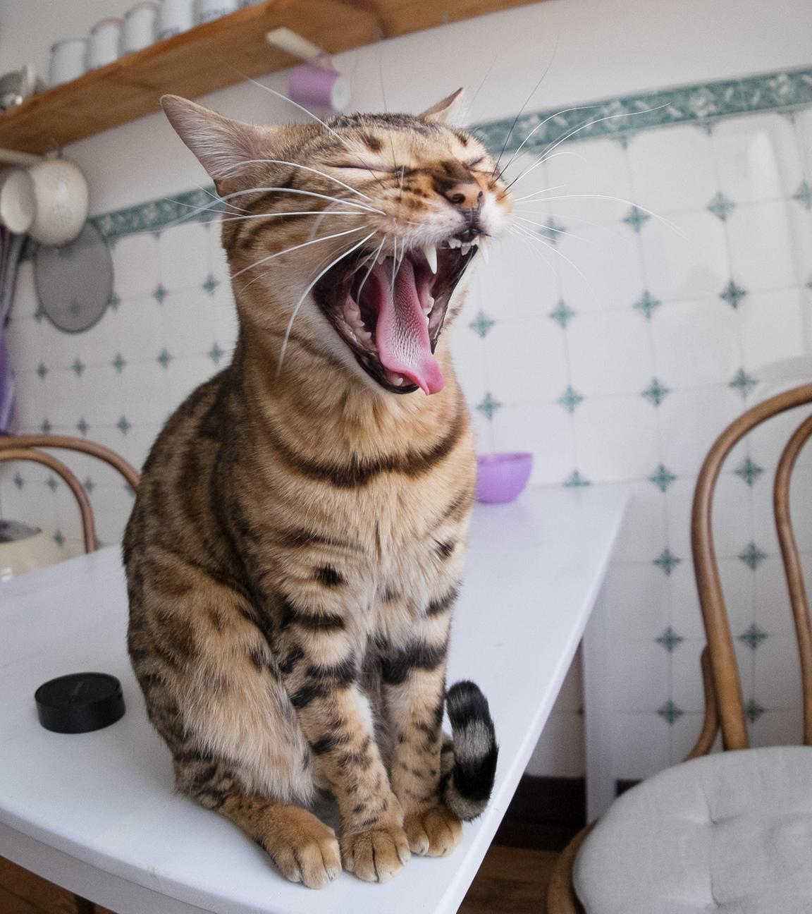Symbolbild: Eine Katze sitzt auf einem Tisch und gähnt